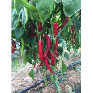 AZ 19 F1 Acı Sivri Biber Tohumu