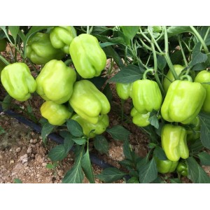 AZ 22 F1 Dolma Biber Tohumu