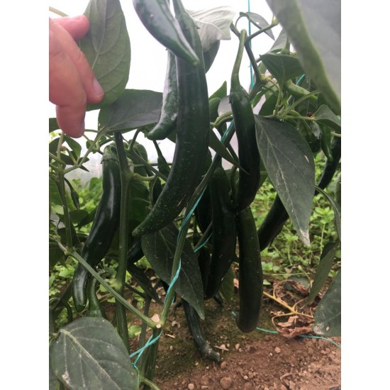 AZ 27 F1 Şili Biber Tohumu