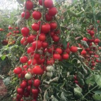 AZ 06 F1 Yuvarlak Kokteyl Domates Tohumu