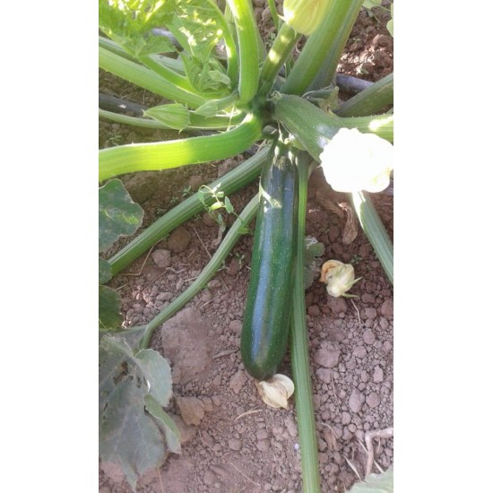 AZ 1030 F1 Siyah Kabak Tohumu 