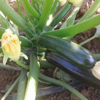 A-Z 1030 F1 Siyah Kabak Fidesi