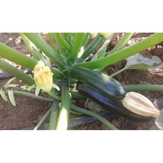 AZ 1030 F1 Siyah Kabak Tohumu 