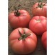 AZ 12 F1 Neslişah Oturak Pembe Domates Tohumu