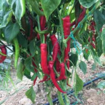 AZ 19 F1 Acı Sivri Biber Tohumu