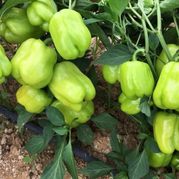 AZ 22 F1 Dolma Biber Tohumu