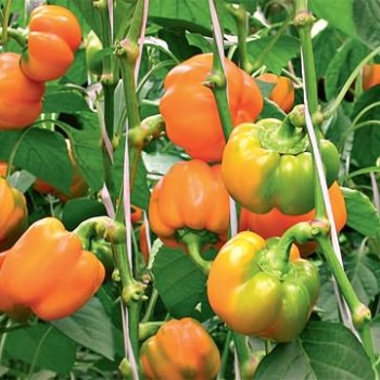 AZ 25-35 F1 Turuncu Kalifornia Biber Tohumu