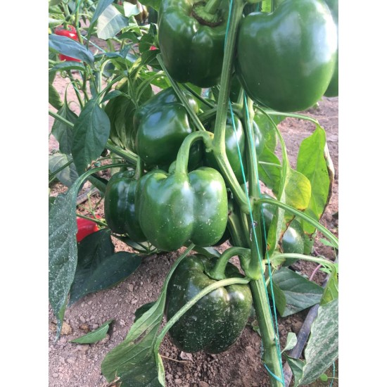 AZ 25 F1 Kırmızı Kalifornia Tipi Biber Tohumu