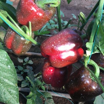 A-Z 35 California Tipi Biber Fidesi