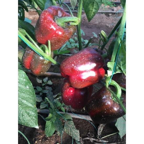 A-Z 35 California Tipi Biber Fidesi