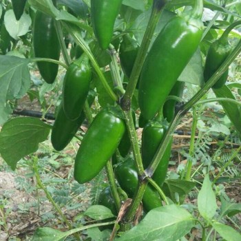 AZ 26 F1 Jalepon Tipi Biber Tohumu