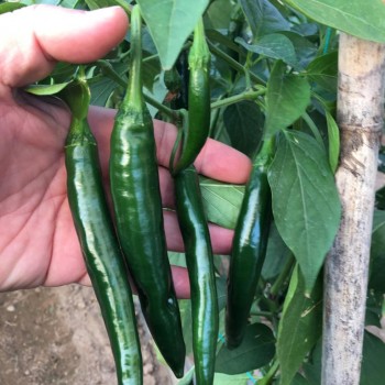 A-Z 27 F1 Şili Biber Fidesi