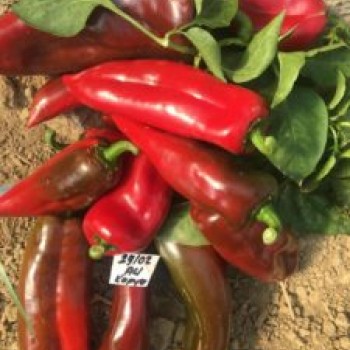AZ 29 F1 Acı Kapya Biber Tohumu