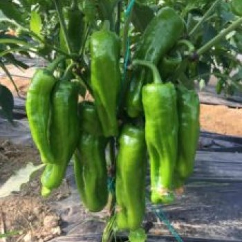 AZ 30 F1 Acı Üç Burun İsot Biber Tohumu
