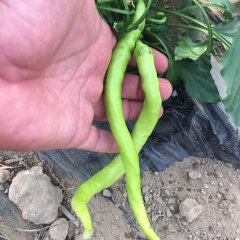 AZ 32 F1 Çorbacı Tip  Biber Tohumu