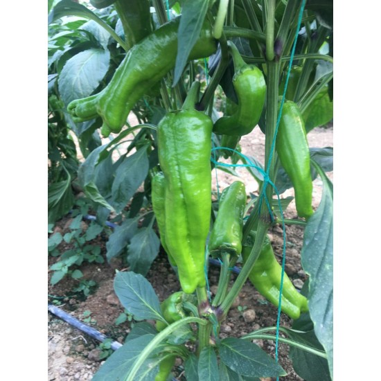 AZ 33 F1 Tatlı Üç Burun Biber Tohumu