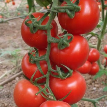 AZ 44 F1 Salkım Domates Tohumu