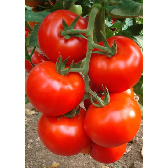 AZ 54 F1 Sırık Tane Domates Tohumu