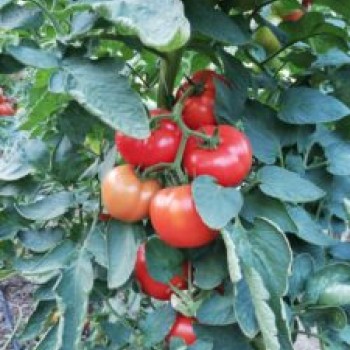 A-Z 54 Sırık Tane Domates Fidesi