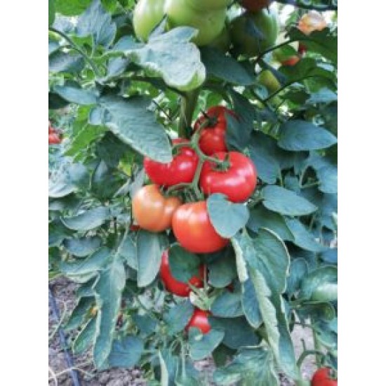 AZ 54 F1 Sırık Tane Domates Tohumu