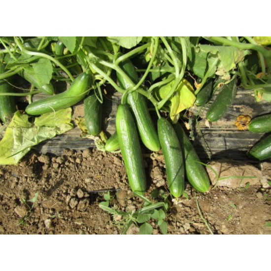 AZ 55 F1 Oturak Tarla Hıyar Tohumu