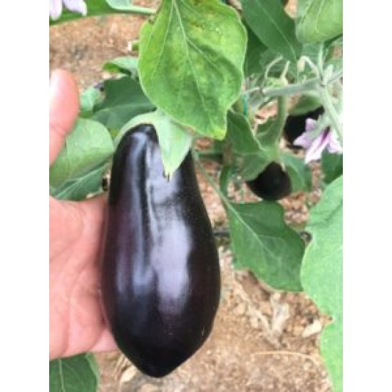 A-Z 60 F1 Yarı Topan Patlıcan Fidesi