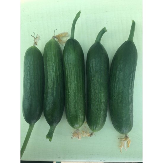 A-Z-70 F1 Mini Badem Silor Sırık Hıyar Tohumu 