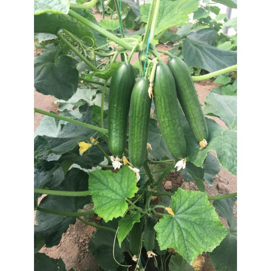 A-Z-70 F1 Mini Badem Silor Sırık Hıyar Tohumu 