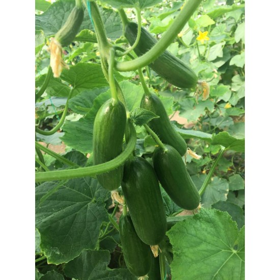 A-Z-70 F1 Mini Badem Silor Sırık Hıyar Tohumu 