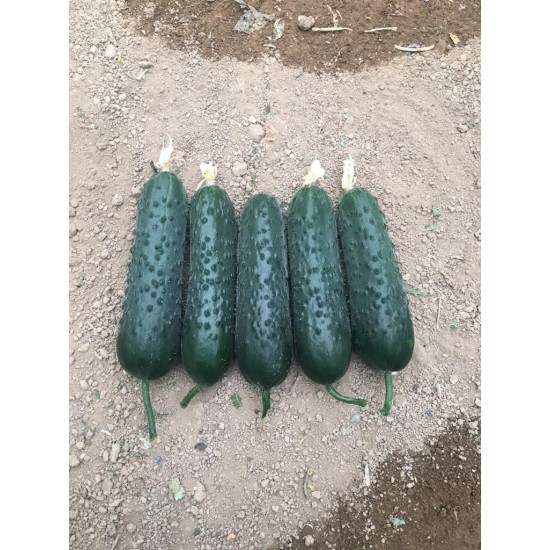 A-Z-85 F1 Dikenli Sırık Hıyar Tohumu