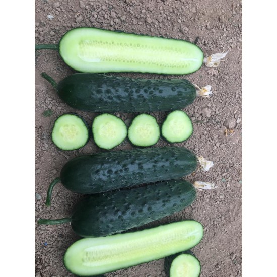 A-Z-85 F1 Dikenli Sırık Hıyar Tohumu