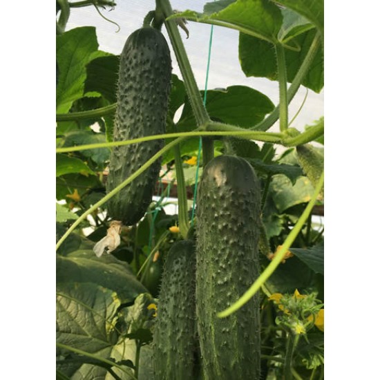 A-Z-85 F1 Dikenli Sırık Hıyar Tohumu