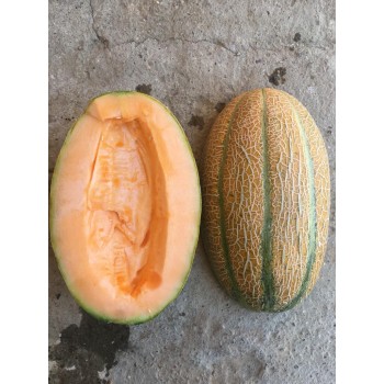 A-Z-88 F1 Kantalup Kavun Tohumu