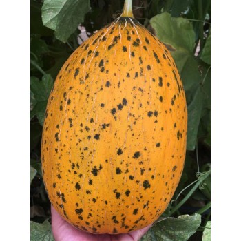 A-Z-91-F1 Kırkağaç  Kavun Tohumu