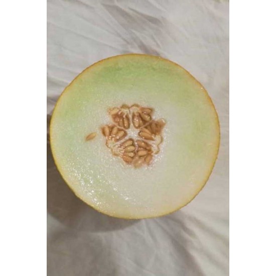 A-Z-92 F1 Galya Kavun Tohumu