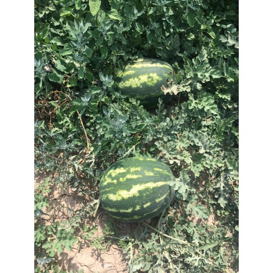 A-Z-95 F1 Crimson Karpuz Tohumu