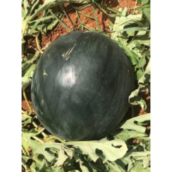 A-Z-96 F1 Siyah Karpuz Tohum