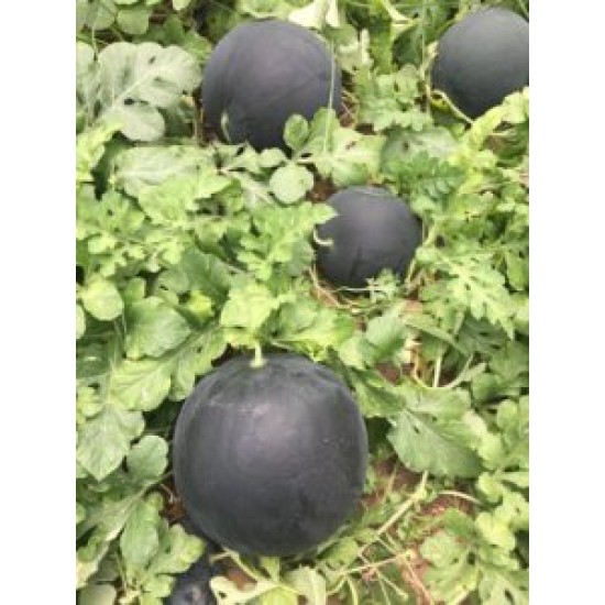 A-Z-96 F1 Siyah Karpuz Tohum