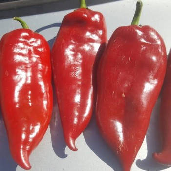 AZ Bolveren F1 Kapya Biber Tohumu