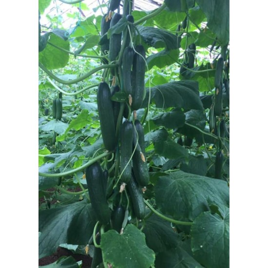 Bariz F1 Sırık Hıyar Tohumu