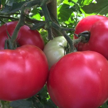 AZ Pembesultan F1 Domates Tohumu