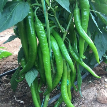 Uzun F1 Sivri Biber Tohumu