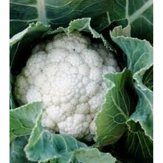 Akara F1 Karnabahar Fidesi