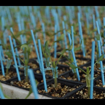 Aşılı Trend F1 Kokteyl Domates Fidesi