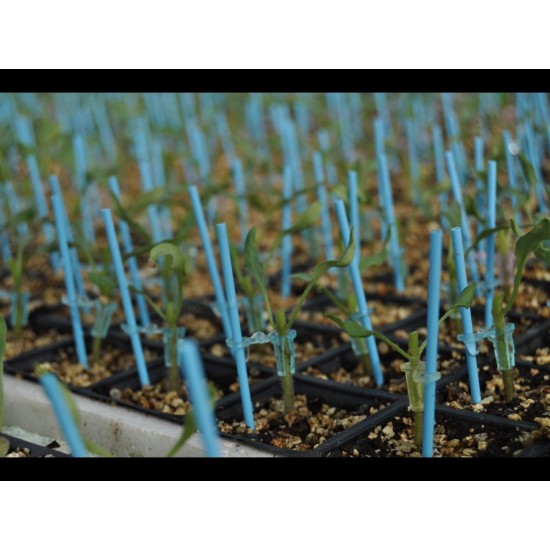 Aşılı Torry F1 Domates Fidesi