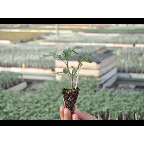 Aşılı Torry F1 Domates Fidesi