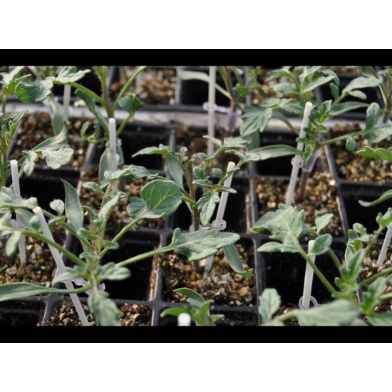 Aşılı Torry F1 Domates Fidesi