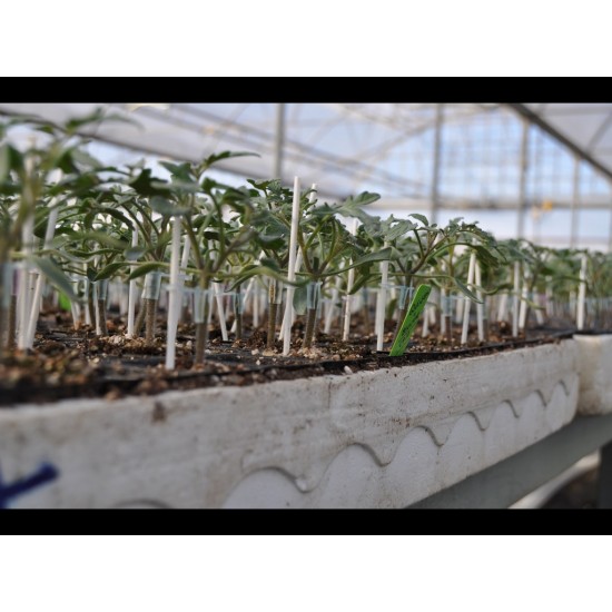 Aşılı Torry F1 Domates Fidesi