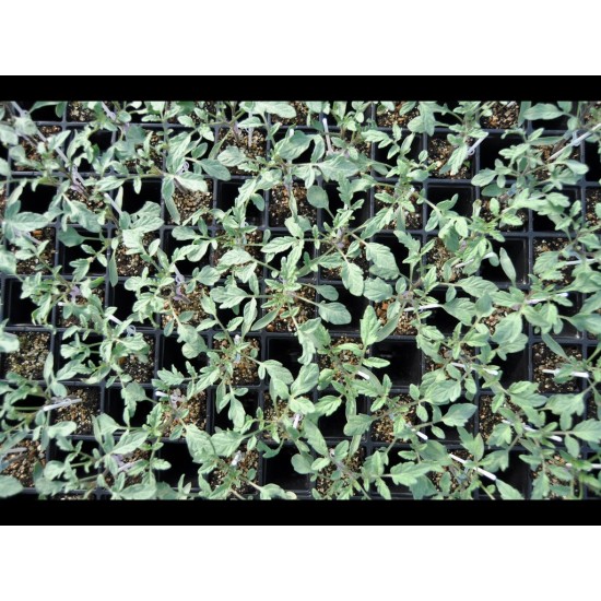 Aşılı Torry F1 Domates Fidesi