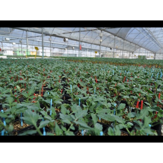 Aşılı Torry F1 Domates Fidesi